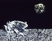 frog1.jpg (87141 bytes)